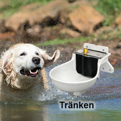 Hund im Wasser mit Hundetränke für Hunde Kategorie