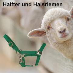 Schaf Halfter und Halsriemen Kategorie