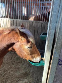 Pferd trinkt aus Tränke Pferd mit Pendelventil